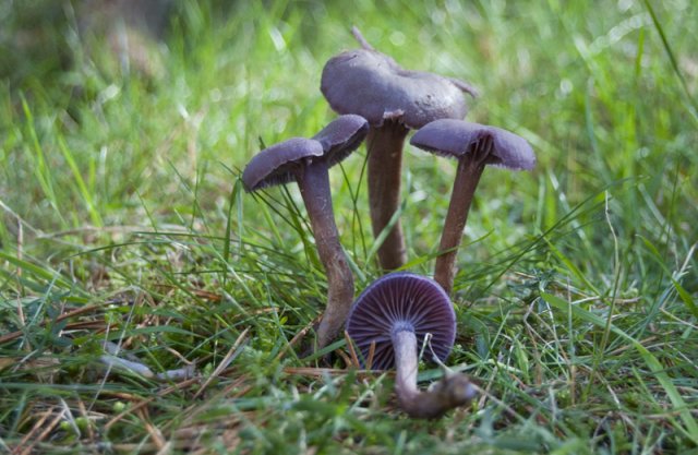 Laccaria amethistina